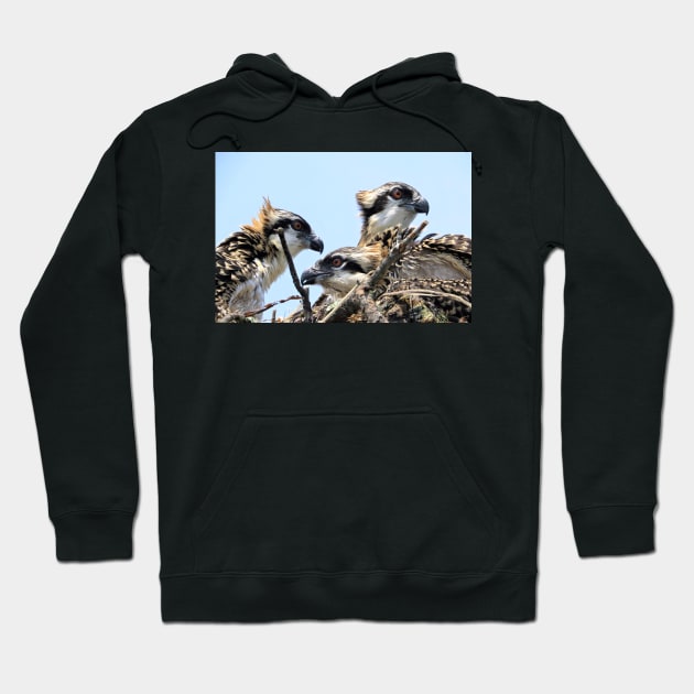 Osprey Family Hoodie by allthumbs